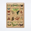 Entomology Wrap