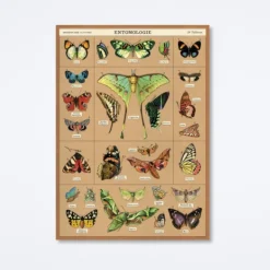 Entomology Wrap