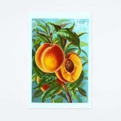 Excelsior Peaches Postcard