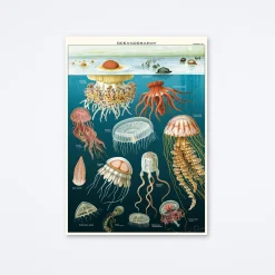 Jellyfish Oceanography Wrap