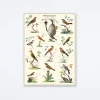 Ornithologie Wrap