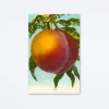 Peach Blue Sky Postcard