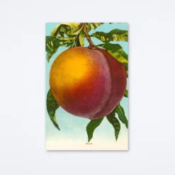 Peach Blue Sky Postcard
