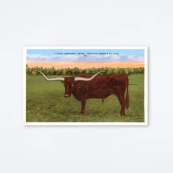Texas Longhorn Postcard